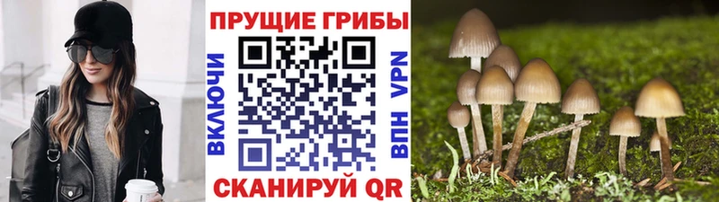 Псилоцибиновые грибы MAGIC MUSHROOMS  купить  сайты  Ивангород 